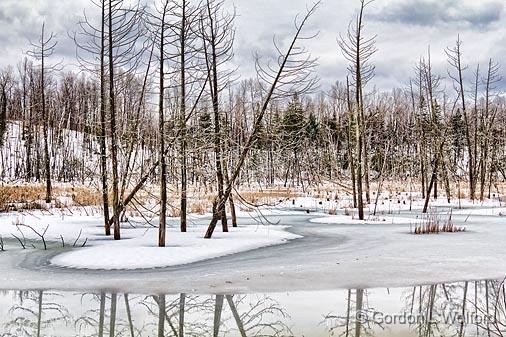 Thawing Marsh_06873.jpg - Photographed near Bolingbroke, Ontario, Canada.